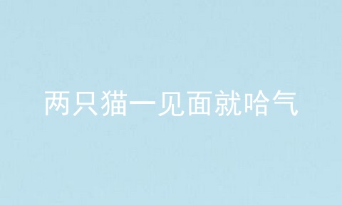 两只猫一见面就哈气