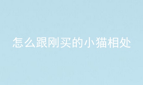怎么跟刚买的小猫相处