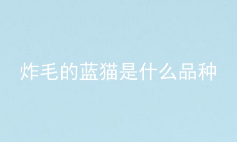 炸毛的蓝猫是什么品种
