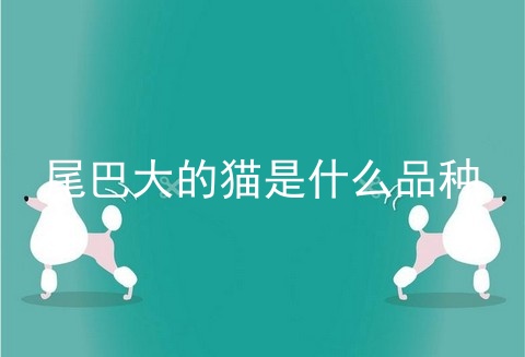尾巴大的猫是什么品种