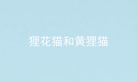 狸花猫和黄狸猫