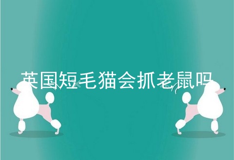 英国短毛猫会抓老鼠吗