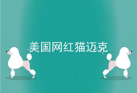 美国网红猫迈克