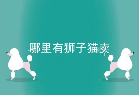 哪里有狮子猫卖