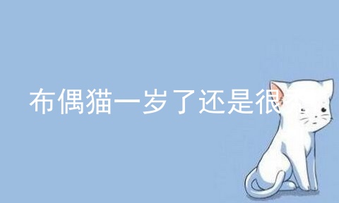 布偶猫一岁了还是很秃
