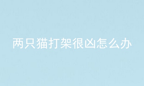 两只猫打架很凶怎么办