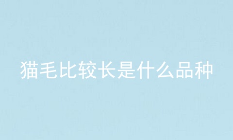 猫毛比较长是什么品种