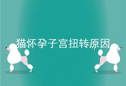 猫怀孕子宫扭转原因