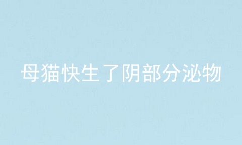 母猫快生了阴部分泌物