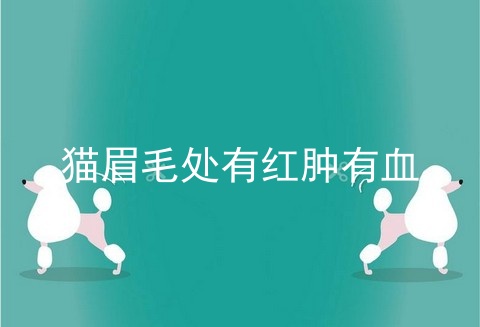猫眉毛处有红肿有血