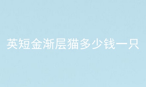 英短金渐层猫多少钱一只