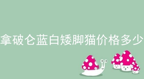 拿破仑蓝白矮脚猫价格多少