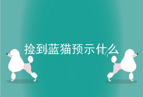捡到蓝猫预示什么