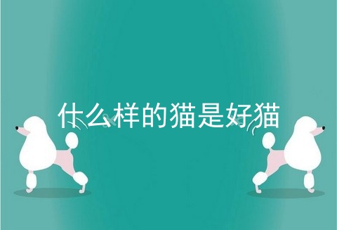 什么样的猫是好猫