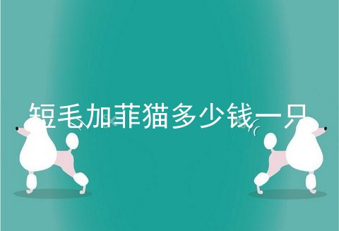 短毛加菲猫多少钱一只
