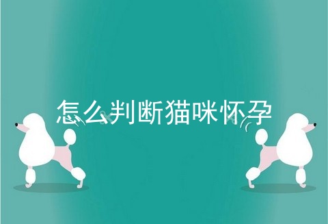 怎么判断猫咪怀孕