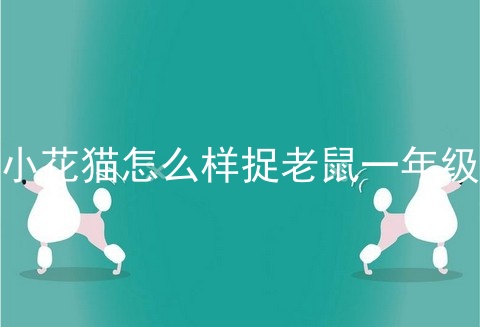 小花猫怎么样捉老鼠一年级