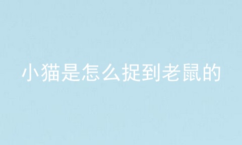 小猫是怎么捉到老鼠的