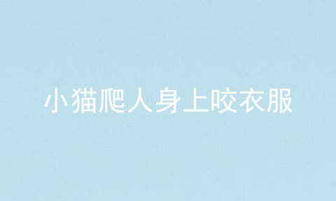 小猫爬人身上咬衣服