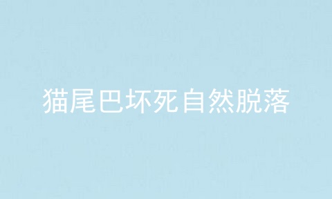 猫尾巴坏死自然脱落