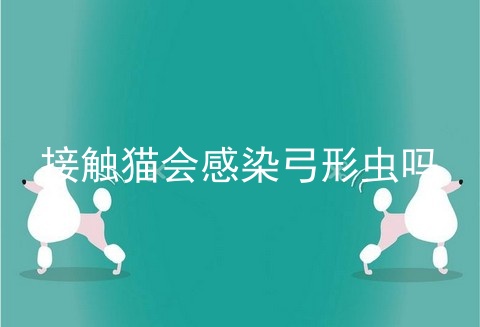 接触猫会感染弓形虫吗