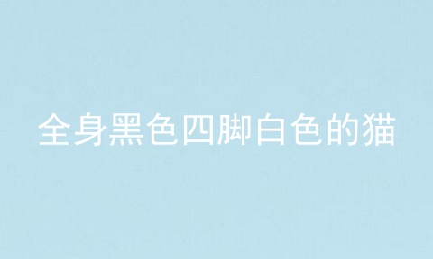 全身黑色四脚白色的猫