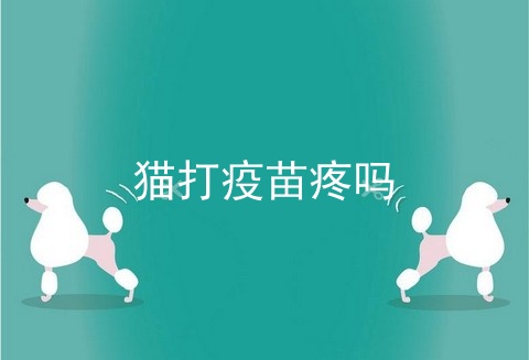 猫打疫苗疼吗
