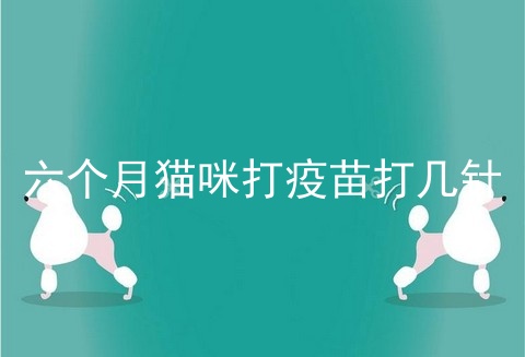 六个月猫咪打疫苗打几针