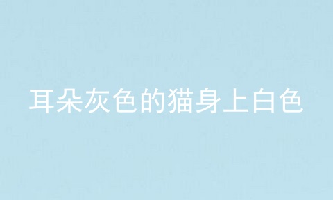 耳朵灰色的猫身上白色