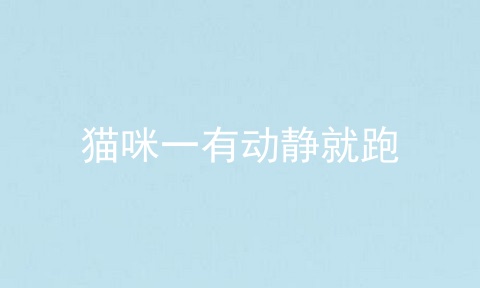 猫咪一有动静就跑