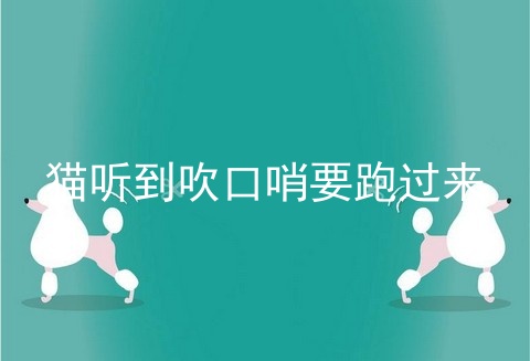 猫听到吹口哨要跑过来