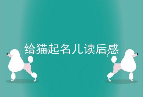 给猫起名儿读后感