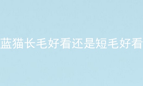 蓝猫长毛好看还是短毛好看