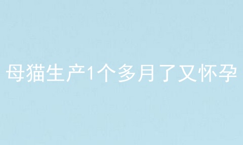 母猫生产1个多月了又怀孕