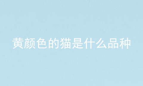 黄颜色的猫是什么品种