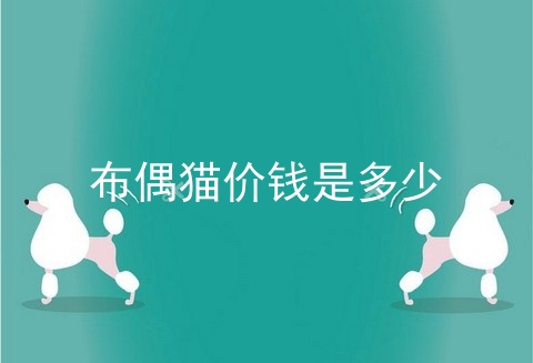 布偶猫价钱是多少
