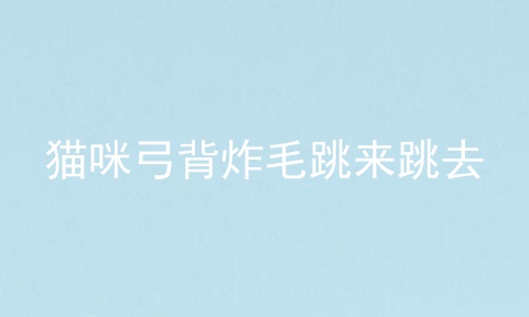 猫咪弓背炸毛跳来跳去