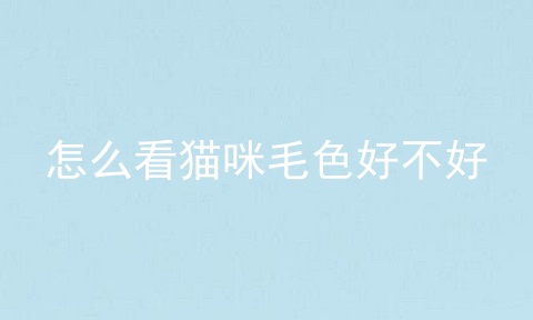 怎么看猫咪毛色好不好