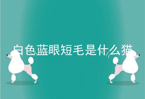 白色蓝眼短毛是什么猫