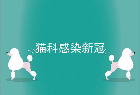 猫科感染新冠