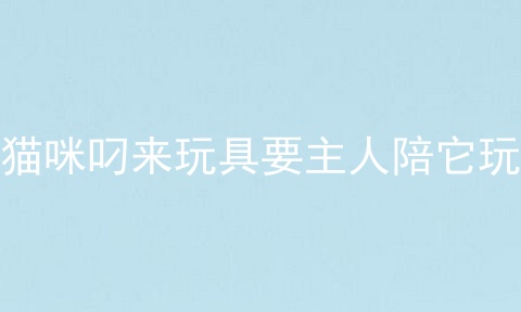 猫咪叼来玩具要主人陪它玩