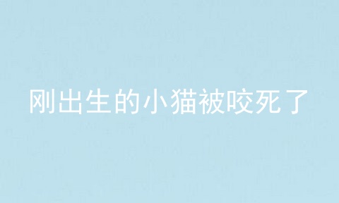 刚出生的小猫被咬死了
