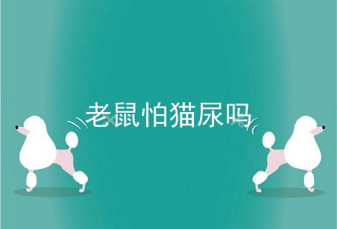 老鼠怕猫尿吗