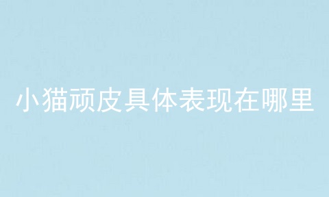小猫顽皮具体表现在哪里