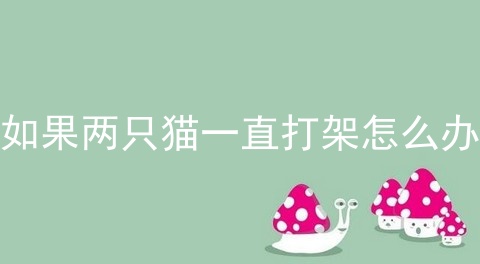 如果两只猫一直打架怎么办