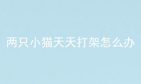 两只小猫天天打架怎么办