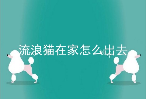 流浪猫在家怎么出去