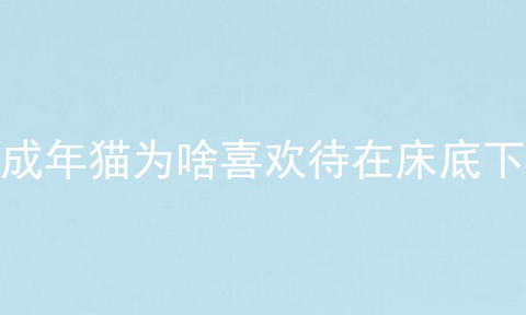 成年猫为啥喜欢待在床底下