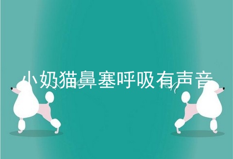 小奶猫鼻塞呼吸有声音