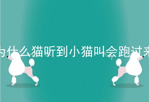 为什么猫听到小猫叫会跑过来